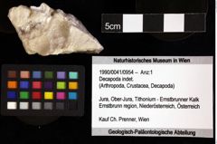 Foto (Objket + Etiketten) von Decapoda indet. 